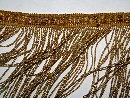 A gold yarn fringed, Italy, XVIII-XIX century. - Picture 03